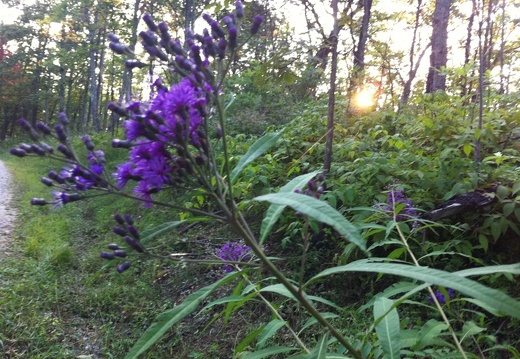 Auxier Ridge, a year after the fire